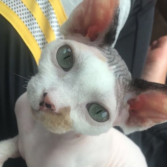 Meet your Posher, Mallory! - Picture 13 of 14